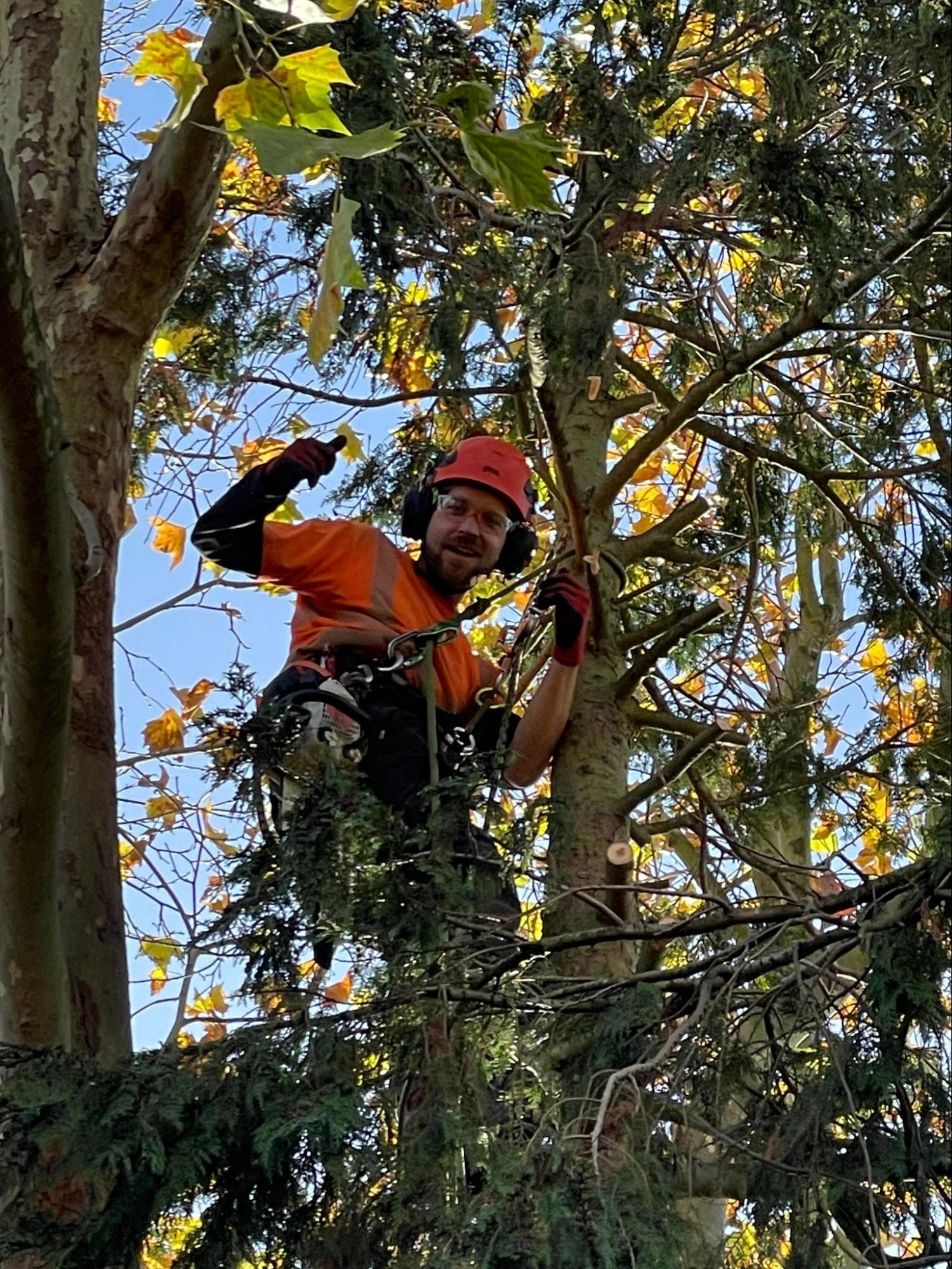 Wanstead Tree Care Experts